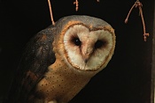 Sova pálená (Tyto alba) . ZOO Hodonín