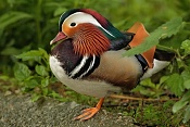 Kachnička mandarínská (Aix galericulata) . ZOO Hodonín