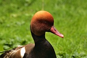 Zrzohlávka rudozobá (Netta rufina) . ZOO Hodonín