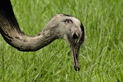 Nandu pampový (Rhe americana) . ZOO Hodonín