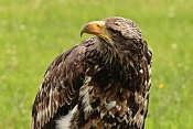 Orel mořský (Haliaeetus albicilla). Park Lednice