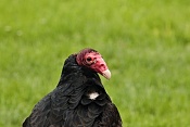 Kondor krocanovitý (Cathartes aura). Park Lednice