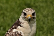 Raroh velký (Falco cherrug). Park Lednice