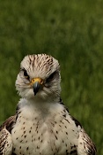 Raroh velký (Falco cherrug). Park Lednice