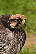 Raroh jižní (Falco biarmicus). Park Lednice