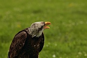 Orel bělohlavý (Haliaeetus leucocephalus). Park Lednice