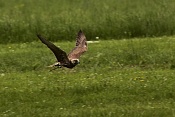 Luňák hnědý (Milvus migrans). Park Lednice