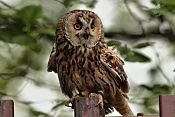 Puštík obecný (Strix aluco). Park Lednice
