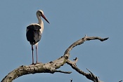 Čáp bílý (Ciconia ciconia). Park Lednice
