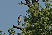 Volavka popelavá  (Ardea cinerea). Park Lednice