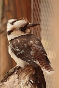 Ledňák obrovský (Dacelo novaeguineae). ZOO Jihlava