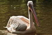 Pelikán bílý (Pelecanus onocrotalus). ZOO Jihlava