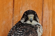 Raroh jižní (Falco biarmicus). ZOO Jihlava