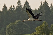 Čáp bílý (Ciconia ciconia). U Bartošovic v Orlických horách