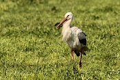 Čáp bílý (Ciconia ciconia). U Bartošovic v Orlických horách