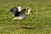 Čáp bílý (Ciconia ciconia). U Bartošovic v Orlických horách