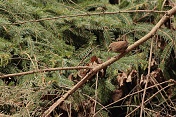 Střízlík obecný (Troglodytes troglodytes). Ralsko