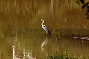 Volavka popelavá (Ardea cinerea). Táborsko