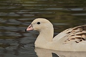 Husice andská (Chloephaga melanoptera). ZOO Tábor