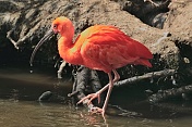 Ibis rudý (Eudocimus ruber). ZOO Tábor