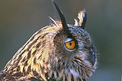 Výr velký (Bubo bubo) - Herálec (ČR)