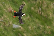 Papuchalk ploskozobý (Fratercula arctica)