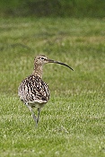 Koliha malá (Numenius phaeopus)