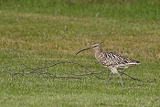 Koliha malá (Numenius phaeopus)