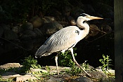 Volavka popelavá (Ardea cinerea