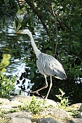 Volavka popelavá (Ardea cinerea)