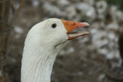 Husa domácí (Anser anser f. domesticus) - Strážnice