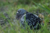 Holub domácí (Columba livia f. domestica) - Kuželov