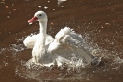 Labuť koskoroba (Coscoroba coscoroba) – ZOO Brno