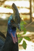 Kasuár přilbový (Casuarius casuarius) – ZOO Brno