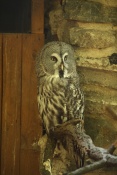 Puštík bradatý (Strix nebulosa) – ZOO Brno