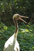Jeřáb mandžuský (Grus japonensis) – ZOO Brno