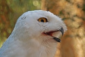 Sovice sněžní (Bubo scandiaca) – ZOO Brno