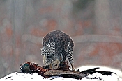 Jestřáb lesní (Accipiter gentilis) - Herálec (ČR)