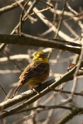 Strnad obecný ((Emberiza citrinella) – Mydlovarský luh