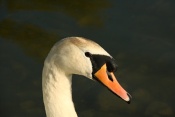Labuť velká (Cygnus olor) – rybník Srpek, Kuřim …. Držkov, Hradčany