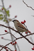 Vrabec domácí (Pazder domesticus) – Benátky nad Jizerou