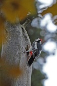Strakapoud velký (Dendrocopos major) – Držkov, Hradčany