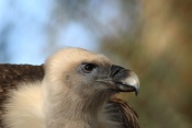 Sup bělohlavý (Gyps fulvus) - Tierpark Bayerischer Wald (D)