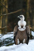 Sup bělohlavý (Gyps fulvus) - Tierpark Bayerischer Wald (D)