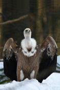 Sup bělohlavý (Gyps fulvus) - Tierpark Bayerischer Wald (D)