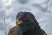 Tetřev hlušec (Tetrao urogallus) - Tierpark Bayerischer Wald (D)
