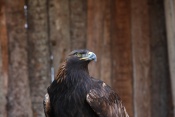 Orel skalní (Aquila chrysaetos) - ZOO Chleby