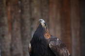 Orel skalní (Aquila chrysaetos) - ZOO Chleby