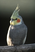Korela chocholatá (Nymphicus hollandicus) – ZOO Chleby