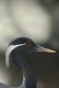 Jeřáb panenský (Anthropoides virgo) – ZOO Chleby